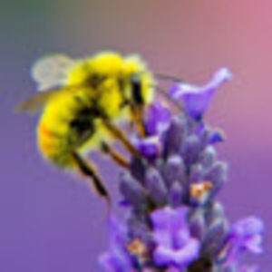 Meet your Posher, Madeline